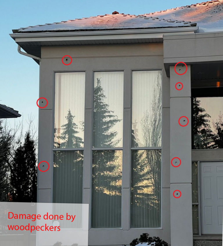 How to stop woodpeckers from damaging to stucco